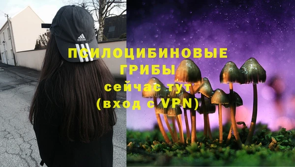 прущие грибы Алзамай